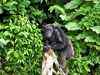 Wild chimps have long life spans: Study