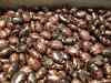 Castor seed futures on NCDEX surge to two-year high
