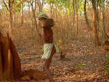Moriya tribal villager collecting Mohua