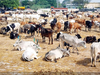 Livestock with superbugs pose threat to human health
