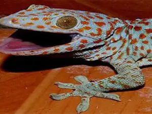 As believed, the animal is mostly used as a pet or to prepare alternative medicines. As believed, the animal is mostly used as a pet or to prepare alternative medicines.