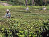 Issue of wage settlement fuels crisis for Bengal tea industry