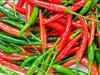 Traders seek cold storages to stock chilli; prices fall