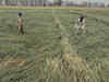 Punjab, Haryana order Girdawari to assess damage to crops