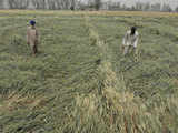 Punjab, Haryana order Girdawari to assess damage to crops