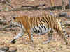 Madhya Pradesh tigress ‘Queen of Pench’ delivers 4 more cubs... 26 so far