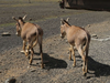 'Donkey Development Programme': Pakistan plans to export donkeys to China