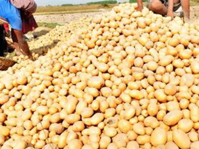 Agriculture Ministry approves procurement of 1 lakh tonne potatoes from