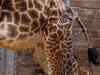 Houston Zoo welcomes adorable baby giraffe
