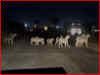 Watch: Group of lions halt traffic on Gujarat highway