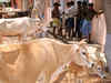 SP Ministers milked government scheme meant for poor dairy farmers