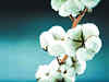Good supply, strong rupee keep domestic cotton prices stable