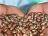 Castor seed futures jump on expectations of lower production