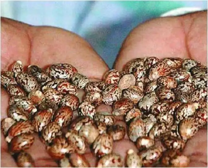 Commodities: Castor seed futures jump on expectations of lower production - The Economic Times