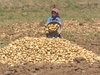 Yogi Adityanath govt plans to move bumper potato produce to high-price mandis
