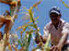 Maize prices up 4.5 per cent past week to Rs 9,265 per tonne: USGC