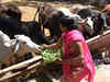 Aadhaar-like unique identification numbers for cows?