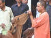 Yogi Adityanath feeds cows at Gorakhpur cowshed