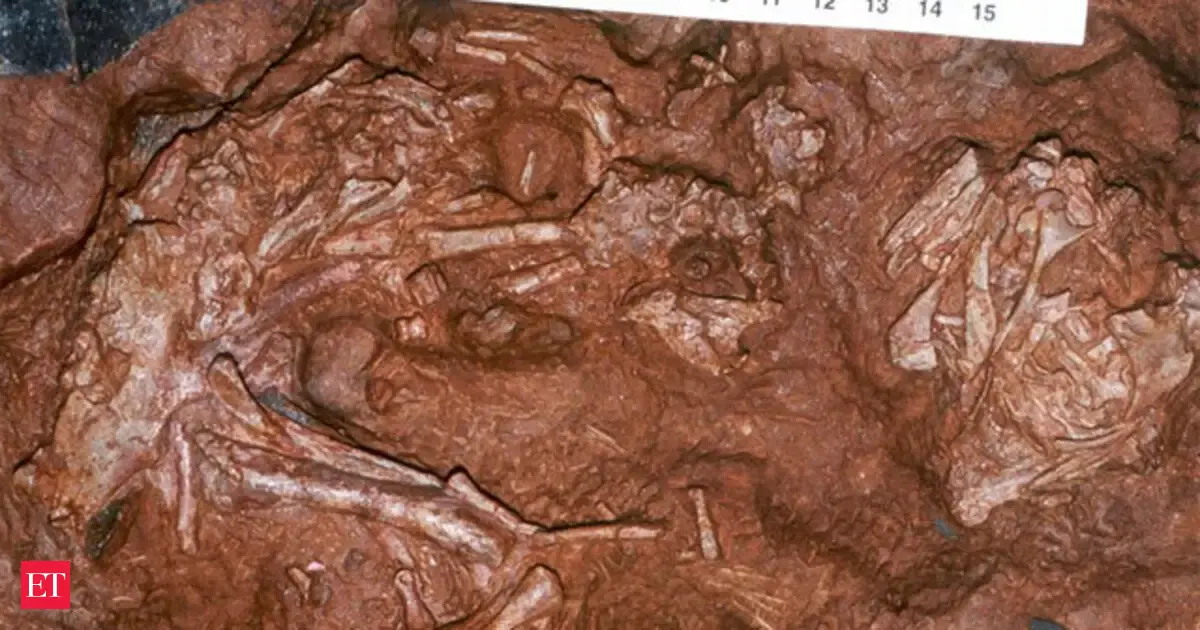 dinosaur: Giant bird-like dinosaur species found in China: Study - The ...