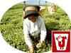 Jay Shree Tea to acquire three firms in Africa