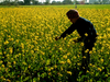 This rabi season may see the sowing of GM mustard