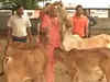 CM Yogi Adityanath feeds cows in Gorakhpur