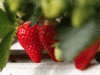 Haryana to develop improved varieties of strawberry, salvadora