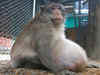 Thailand: Obese monkey put on strict diet