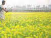 Agriculture Ministry will promote GM mustard if approved by Environment Ministry