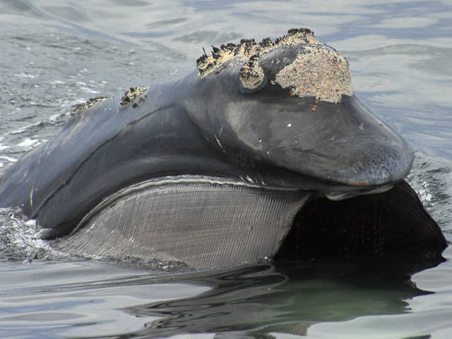 Whales: How whales became biggest animals on Earth - Largest animal on Earth  | The Economic Times
