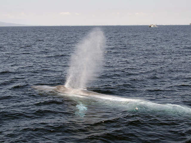 Whales: How whales became biggest animals on Earth - Largest animal on  Earth | The Economic Times