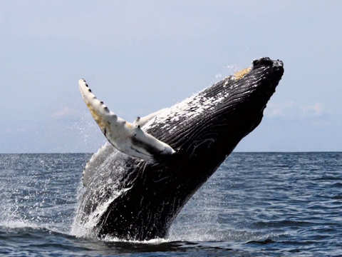 Whales: How whales became biggest animals on Earth - Largest animal on  Earth | The Economic Times