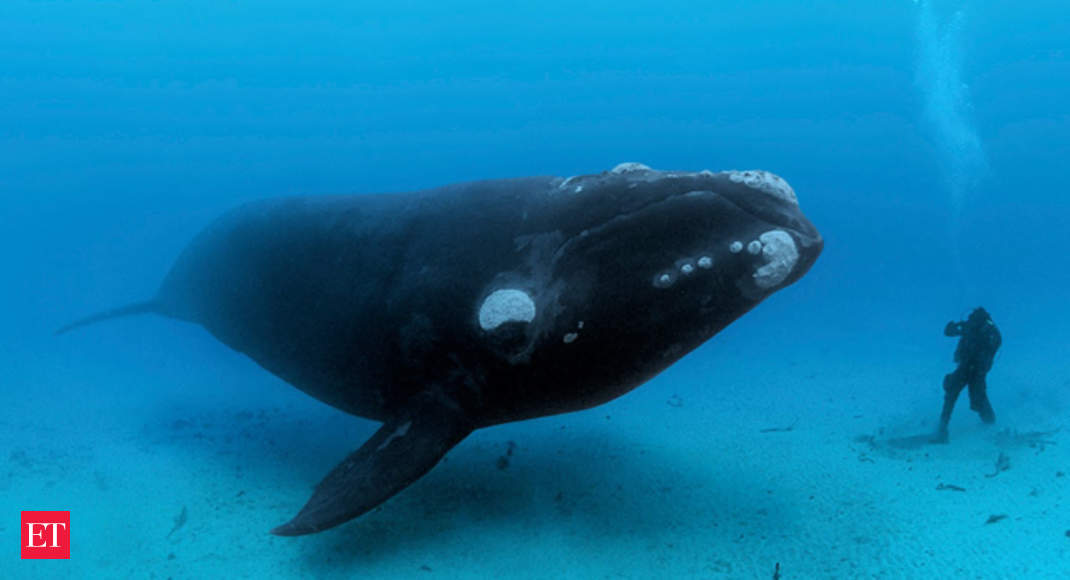Whales: How whales became biggest animals on Earth - Largest animal on Earth  | The Economic Times