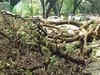 Heavy rain lashes Bengaluru, trees uprooted