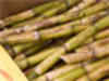 Sugarcane finds no takers in Maharashtra