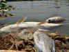 30,000 dead fish floating in polluted Hyderabad lake