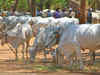 Congress-ruled Karnataka toes Rahul Gandhi's line, disallows beef fest