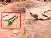Watch: Cobra spits swallowed plastic bottle in Goa
