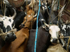 Home Ministry's panel report may help to regulate animal markets