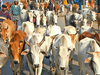 Mamata Banerjee opposes centre’s regulation; BSF in a fix over cattle trade rules in Bengal
