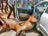 Jaipur: Horse goes berserk, crashes into car