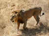 Gujarat's Ambardi lion safari gets Centre's nod