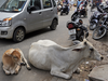 Punjab to set up viral vaccine unit for livestock