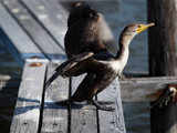 A bird affected by oil spill