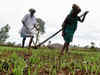 A good monsoon is little comfort for despairing Indian farmers