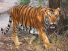 Tiger count in Kaziranga rises from 83 to 104 in 3 years