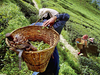 A stand-off in the hills is affecting India's favourite Darjeeling Tea