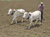 Make crop insurance scheme more effective, Supreme Court tells Modi government