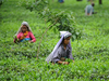 Gorkha stir wipes out harvest of costliest tea
