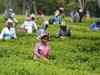 Tea expert recommends mechanised plucking of tea leaves